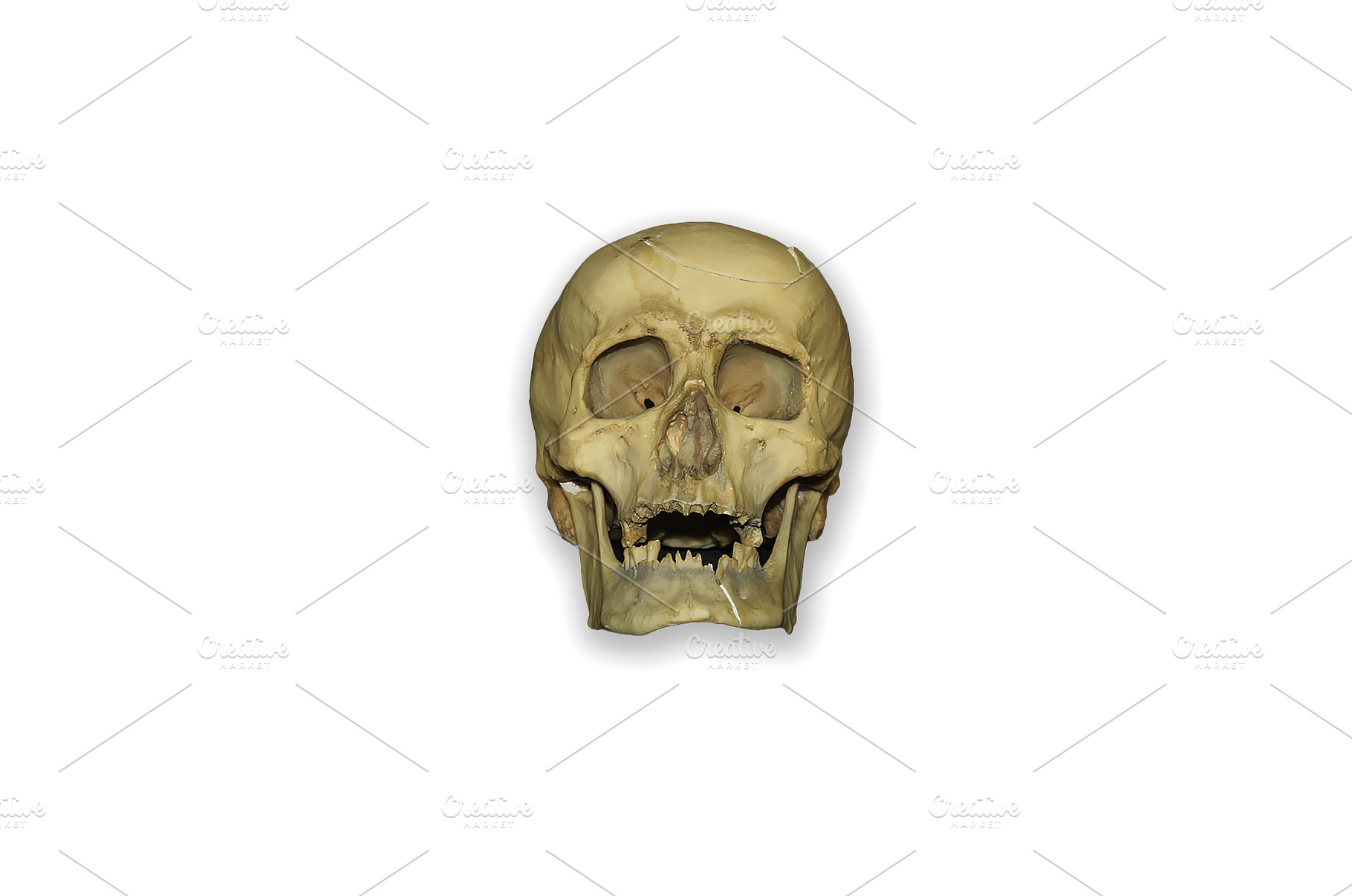 Anatomical Model of the Human Skull, a Technology Photo by Media Whale ...