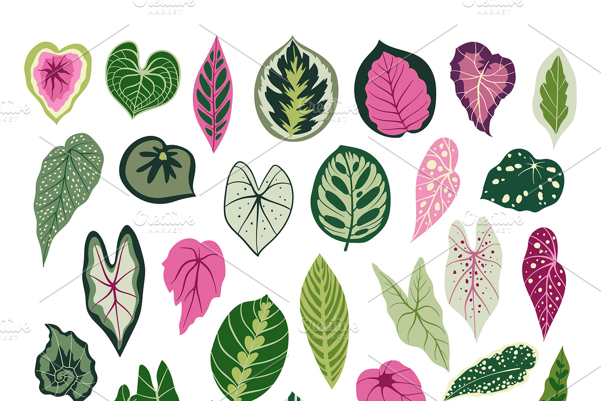 Botanical bundle. Begonia leaves, a Pattern Graphic by Nastasi (Photo 3 of 4)