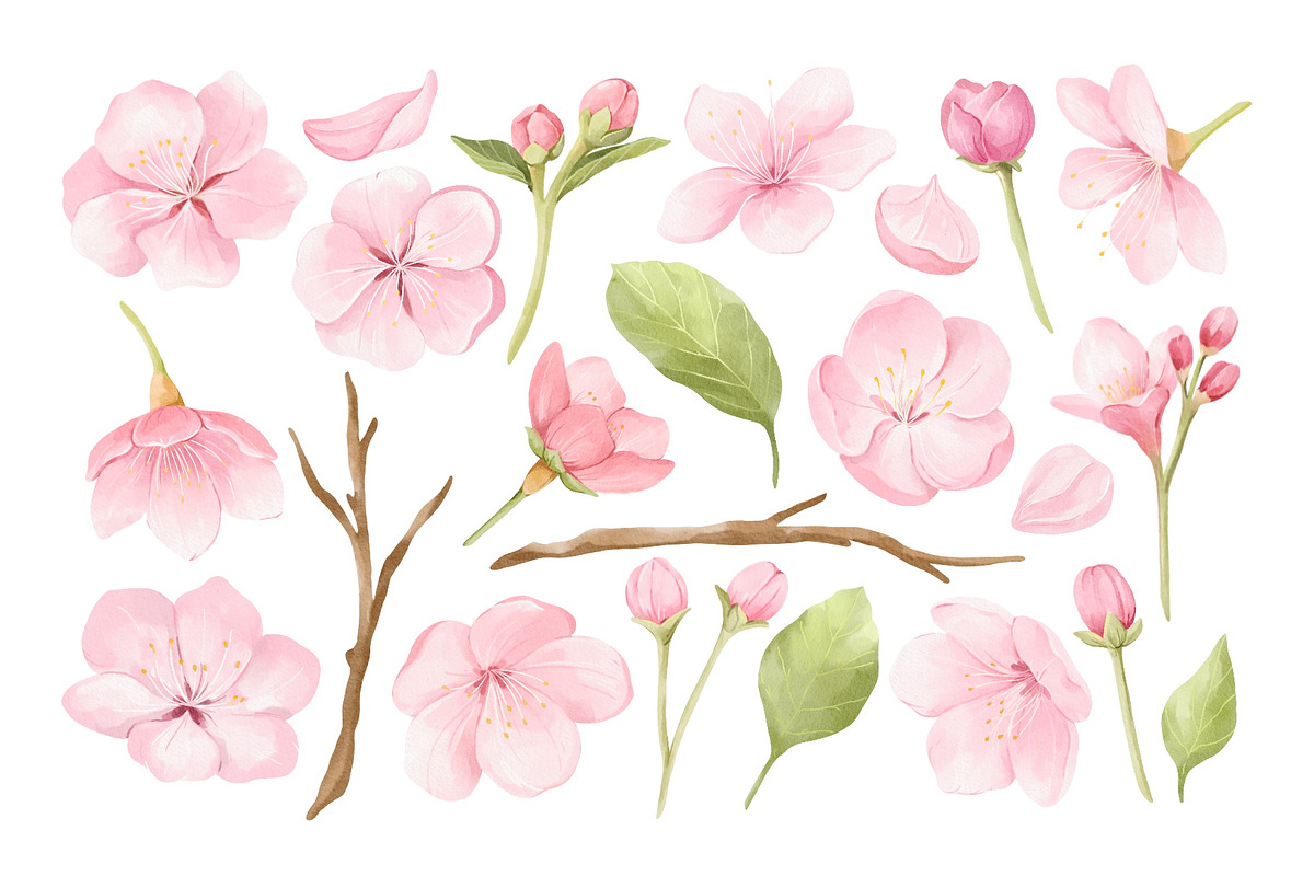 Watercolor Cherry Blossom Clipart, an Object Illustration by ArtGiftsStudio (Photo 4 of 5)