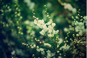 Spring white flowers, a Nature Photo by Nature and travel