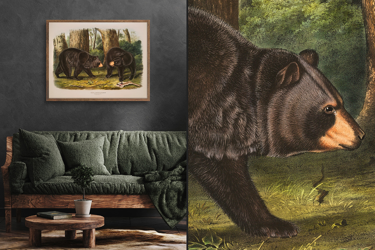 25 Vintage Mammal Prints by Audubon, an Animal Illustration by The Object Atlas (Photo 10 of 10)