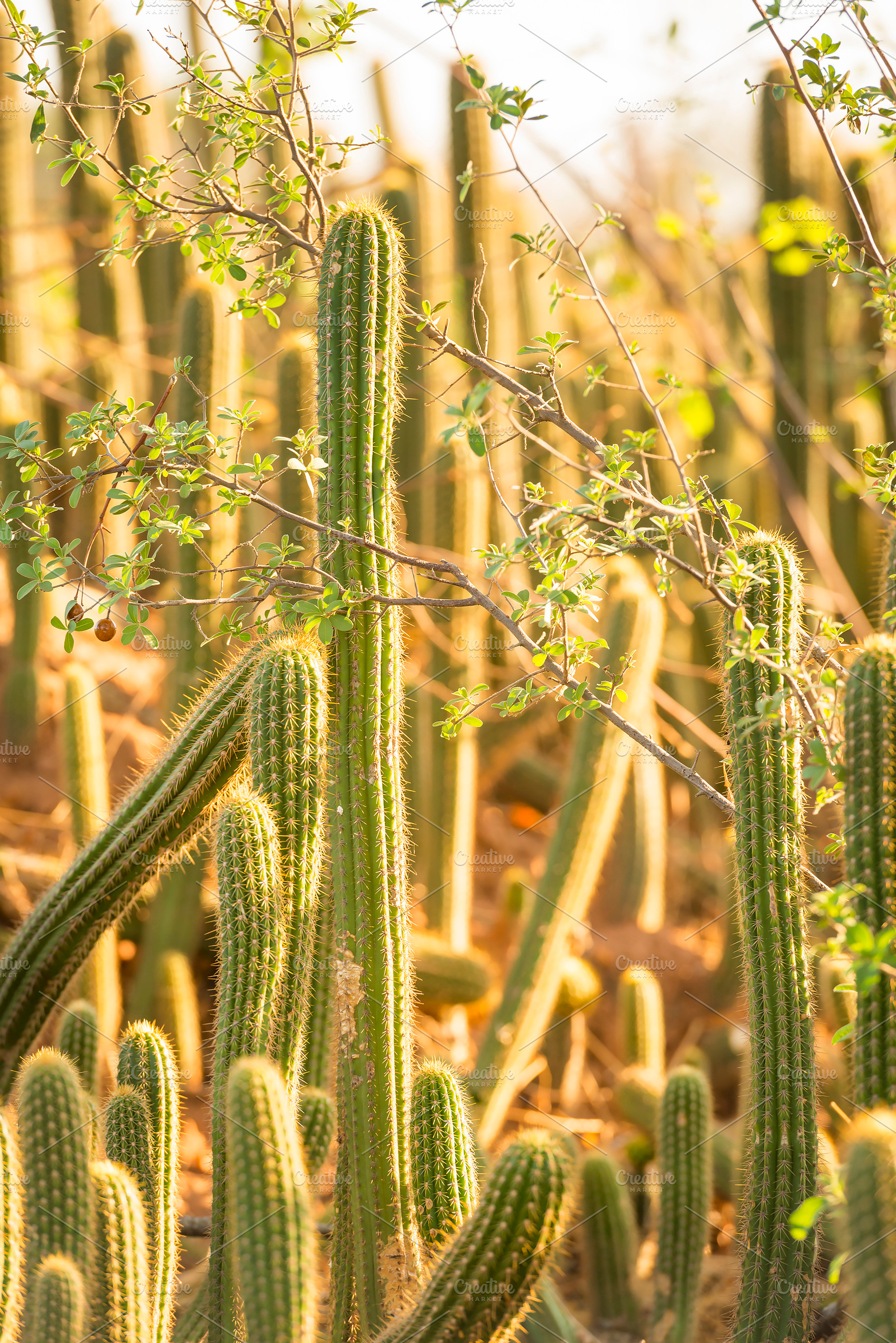 Cactus Field, a Nature Photo by THP Creative
