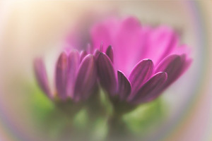 01 African Daisies Photo/Template