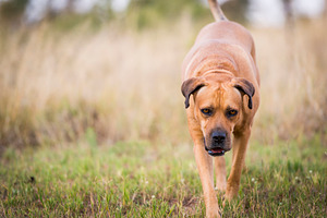 Boerboel Dog, an Animal Photo by THP Creative