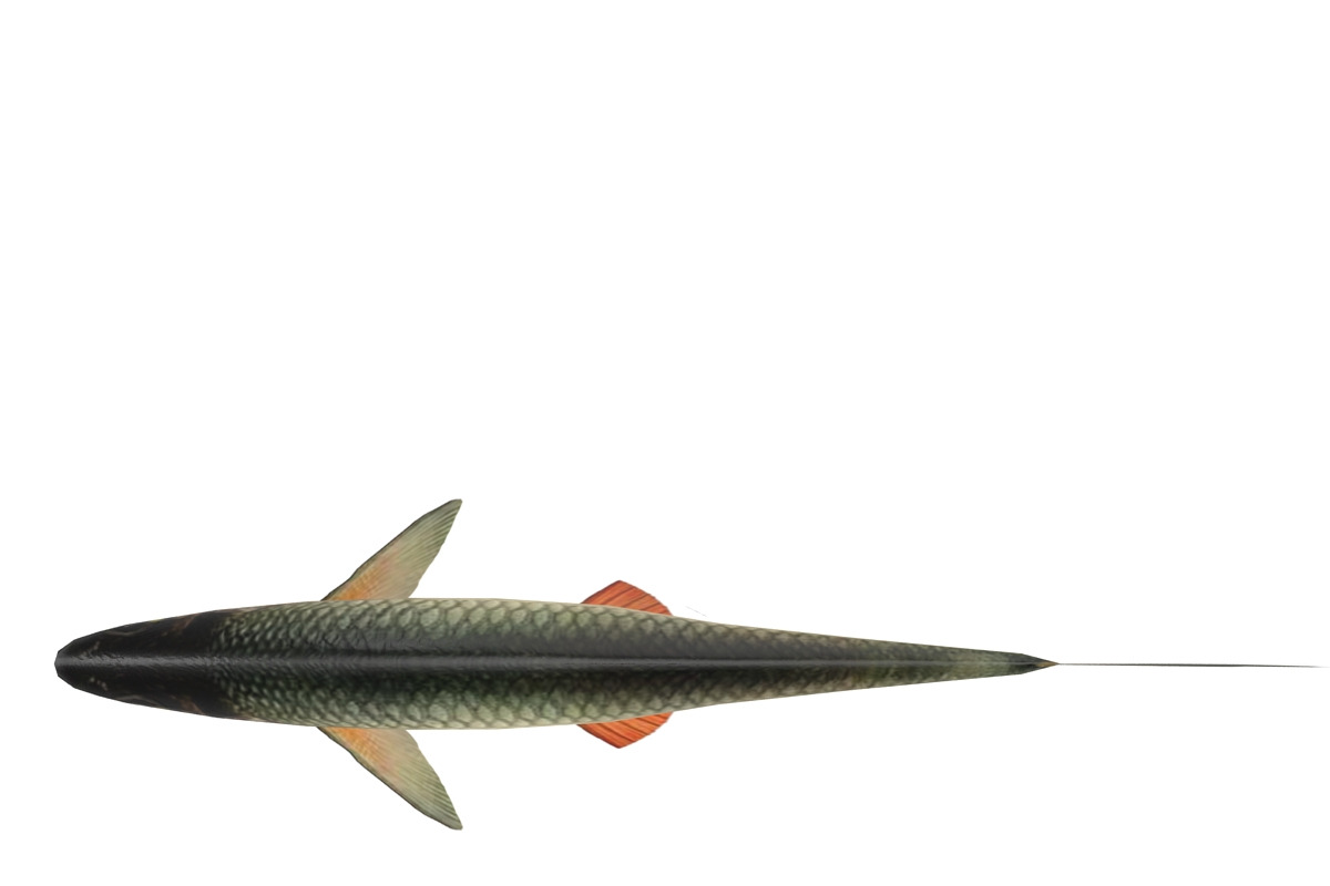 Chub, an Animal 3D Model by AndrewWhite (Photo 9 of 21)