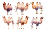 Watercolor Camel clipart, an Illustration by Designworld (Thumbnail 2 of 5)