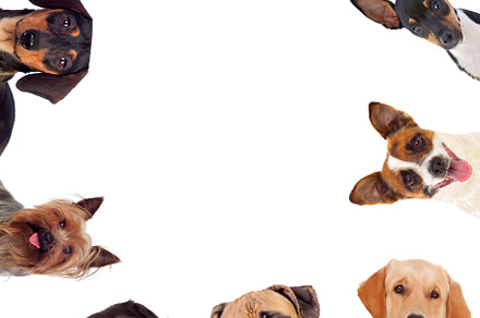 Differents dogs looking at camera featuring many, breed, and animal, an Animal Photo by José Manuel Gelpi