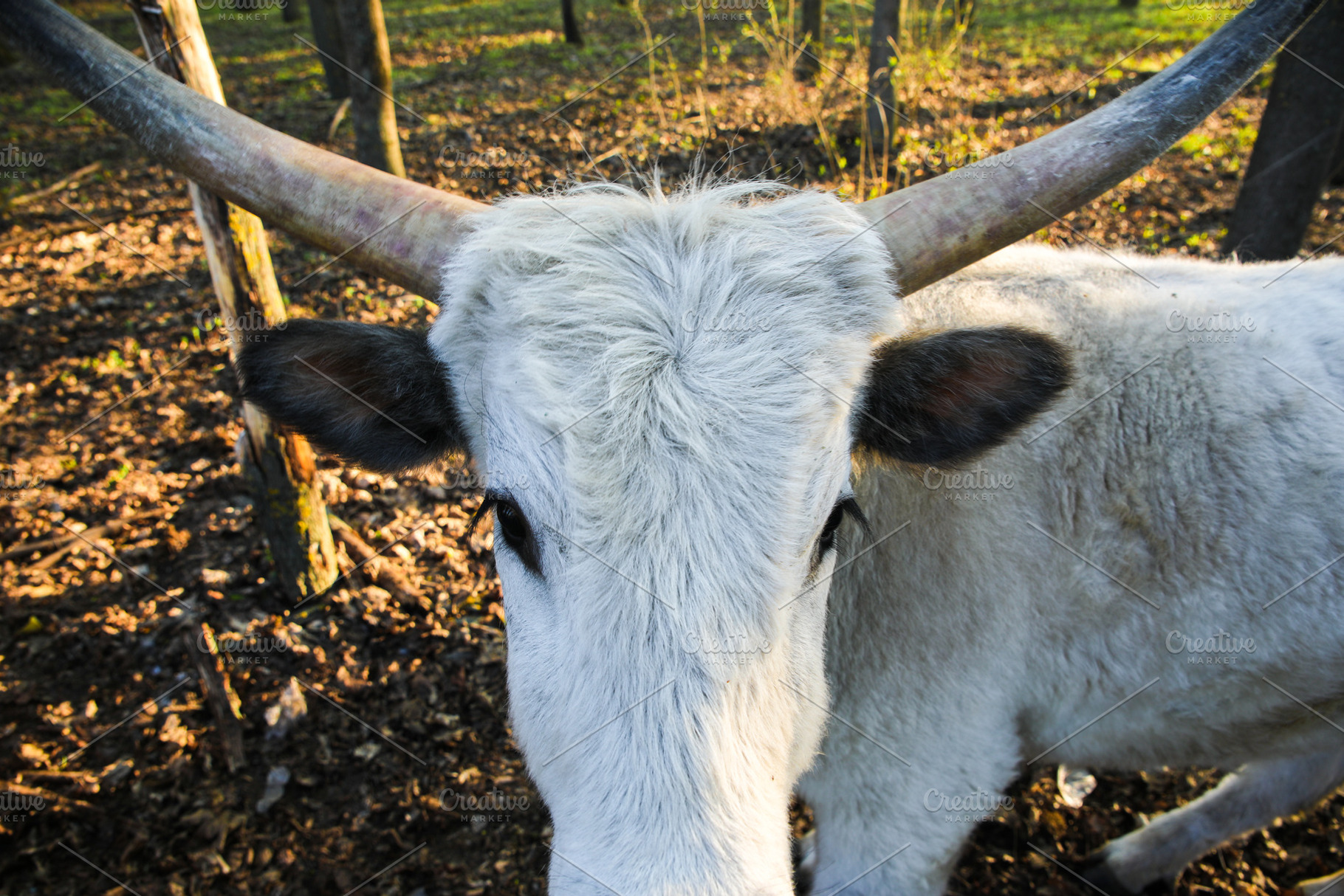 White bull with long curved horns standing in a wooded area, cap, an Animal Photo by Ales Munt