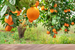 Wooden table top and orange trees, a Food & Drink Photo by Volff