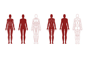 Female figure with anatomical, a Sport Illustration by skripnikbb