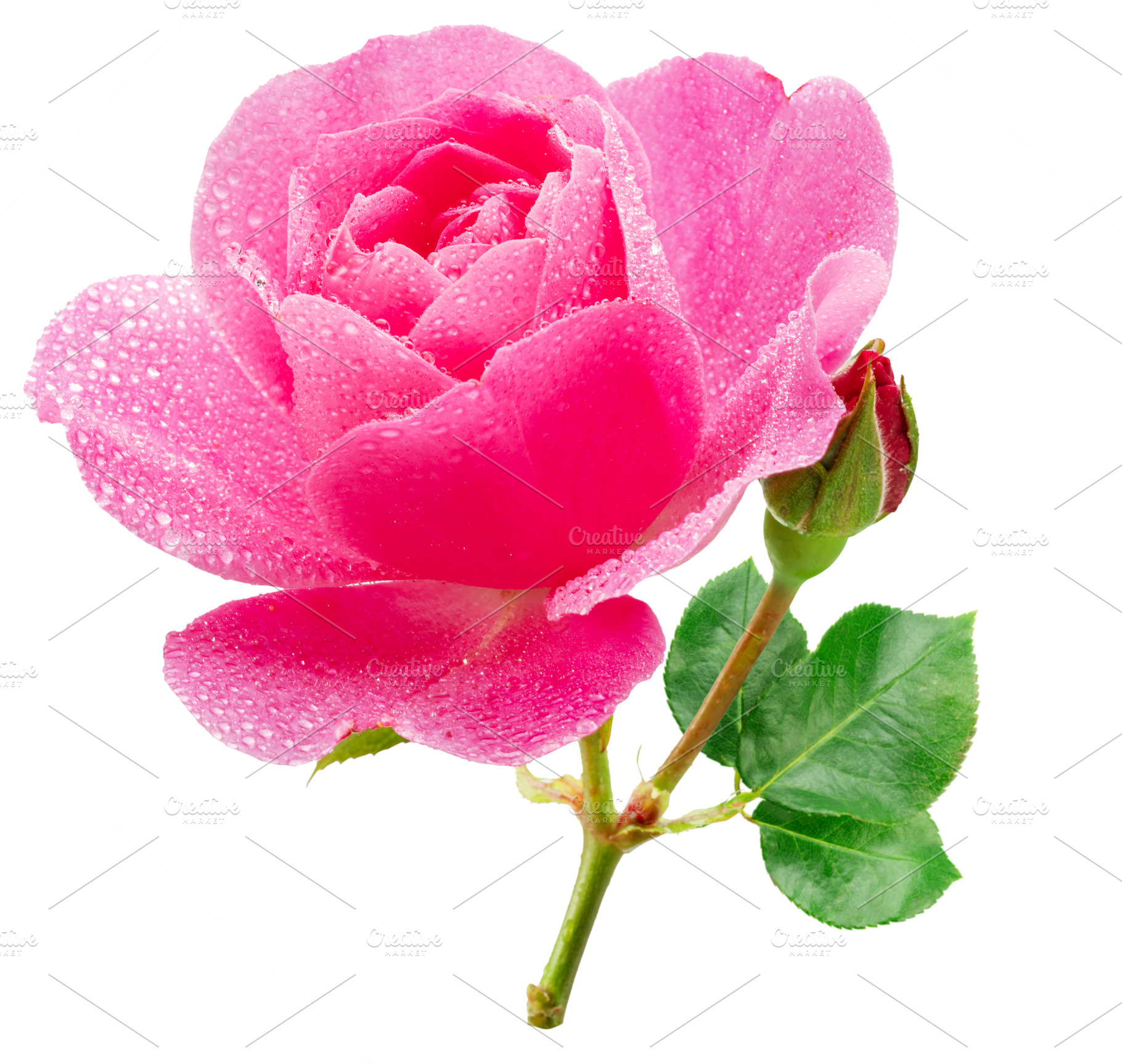 Opened pink rose or Bulgarian rose, a Nature Photo by Volff