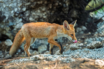 Red fox, vulpes vulpes in forest. Wild animal in natural environ, an Animal Photo by Byrdyak