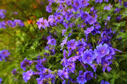 Meadwo Geranium - Johnson¬¥s Blue, a Photo by Peopleimages.com