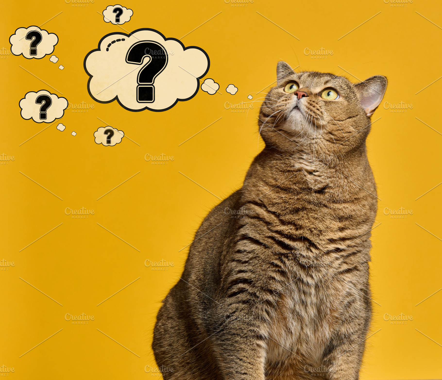 A domestic tabby cat looks up at thought clouds with question ma, an Animal Photo by ndanko