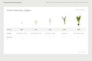 BBCH Growth Stages, Leafy & Herbs, a Presentation Template by Ilia Design (Thumbnail 2 of 9)