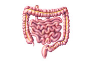Human Organs Illustration Set, a Healthcare Illustration by Anna Repp Illustration (Thumbnail 3 of 14)