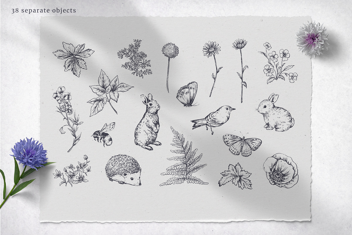 Wildflower Meadow Vector Set, a Decorative Illustration by Molly art (Photo 2 of 12)