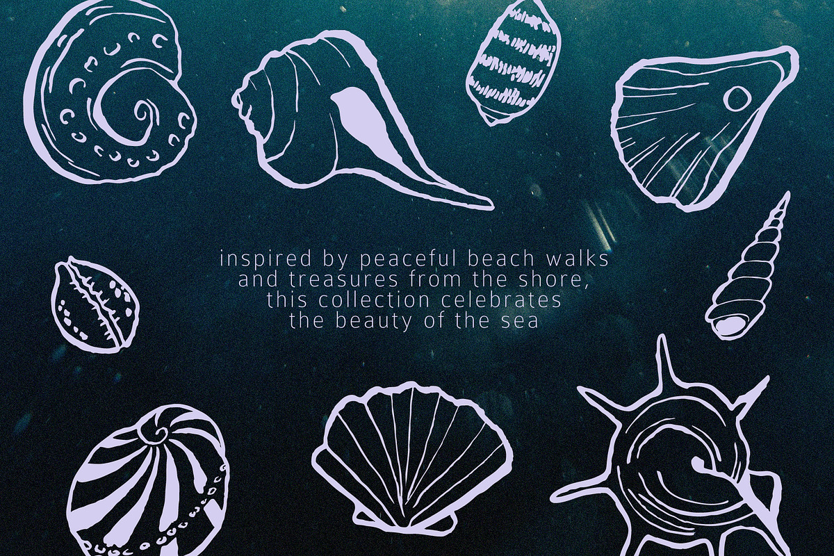 Seashells Hand drawn vector elements, a Seasonal Illustration by Lena Nikolaeva (Photo 2 of 14)
