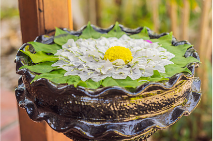 A pattern of flowers in a container, a Nature Photo by Elizaveta Galitskaya