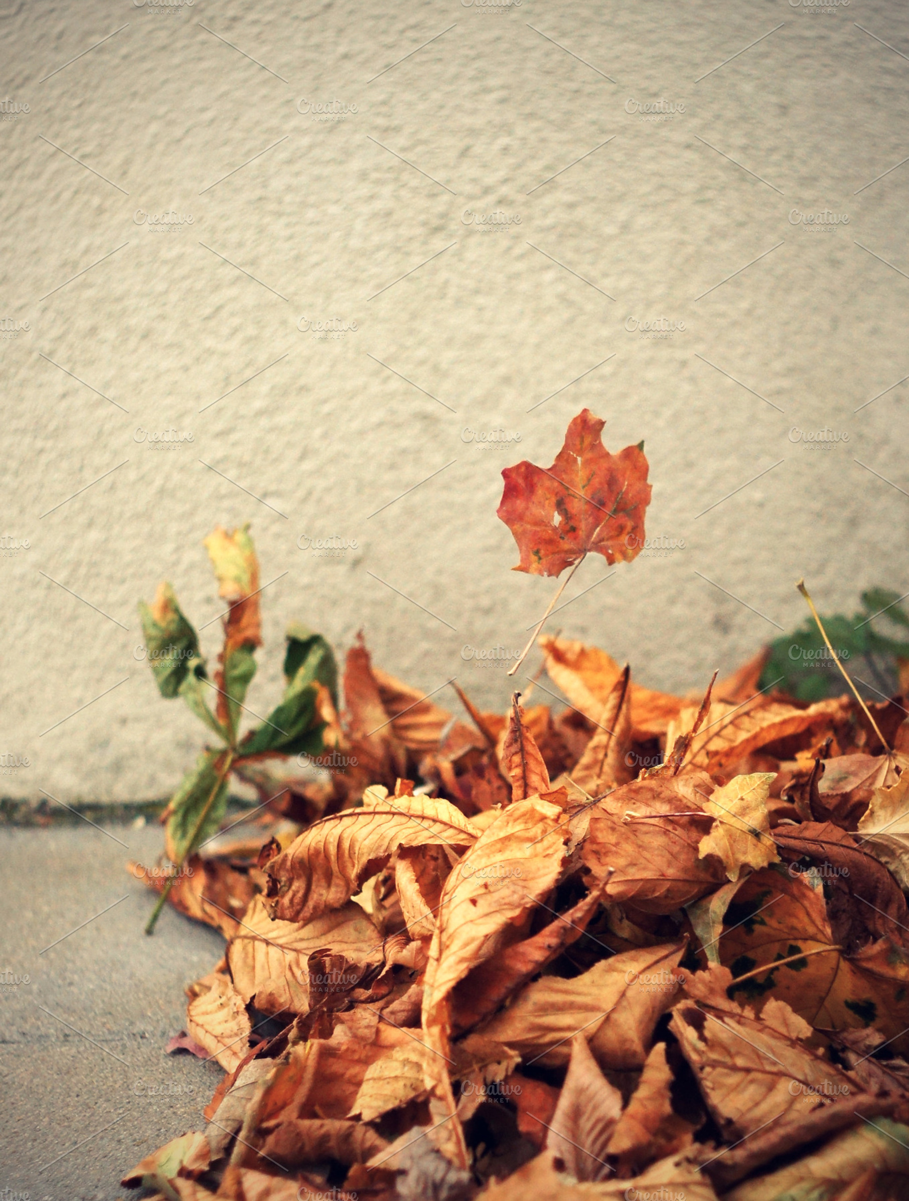 Leave Featuring Autumn Leaf And Leaves