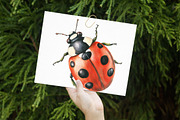 Watercolor Ladybug Clipart, an Illustration by Libby Wishes (Thumbnail 2 of 7)