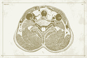 100+ Vintage Anatomy Vectors, a Healthcare Illustration by Shizzle Stock (Thumbnail 18 of 20)