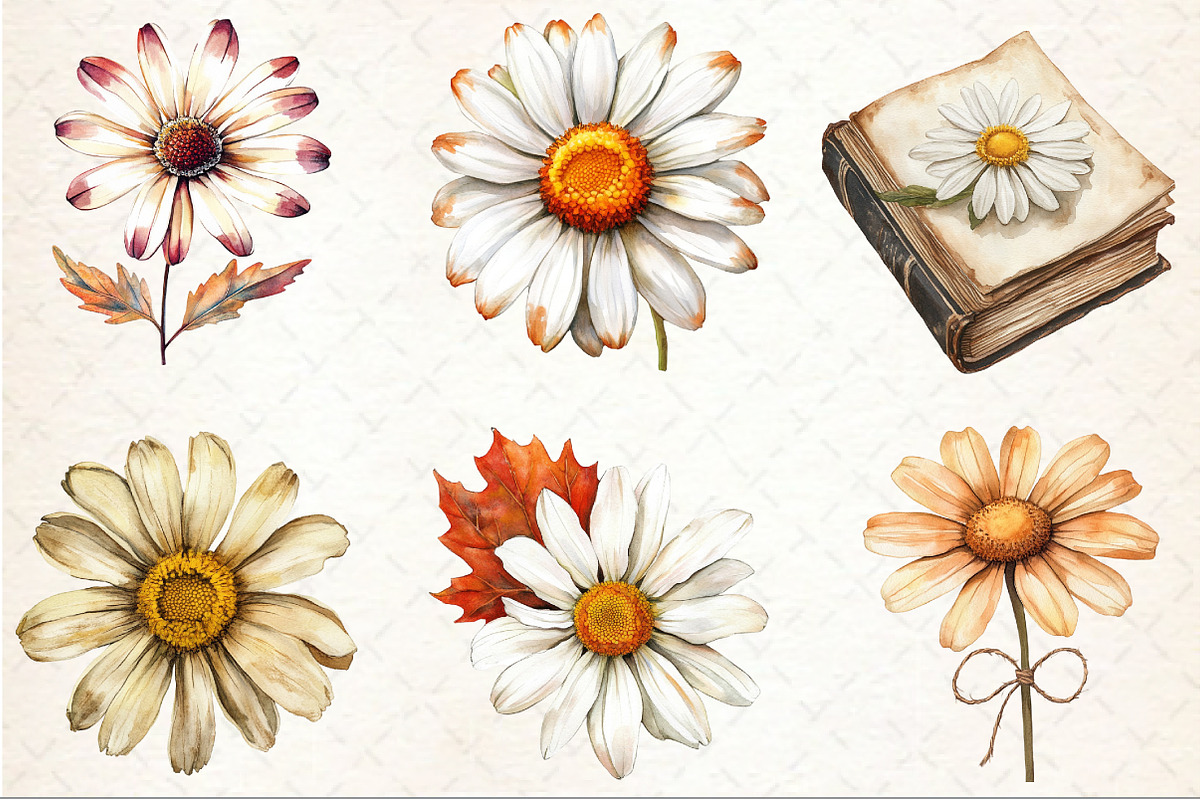 Watercolor Daisy Autumn Clipart, an Illustration by Rose Art (Photo 3 of 7)