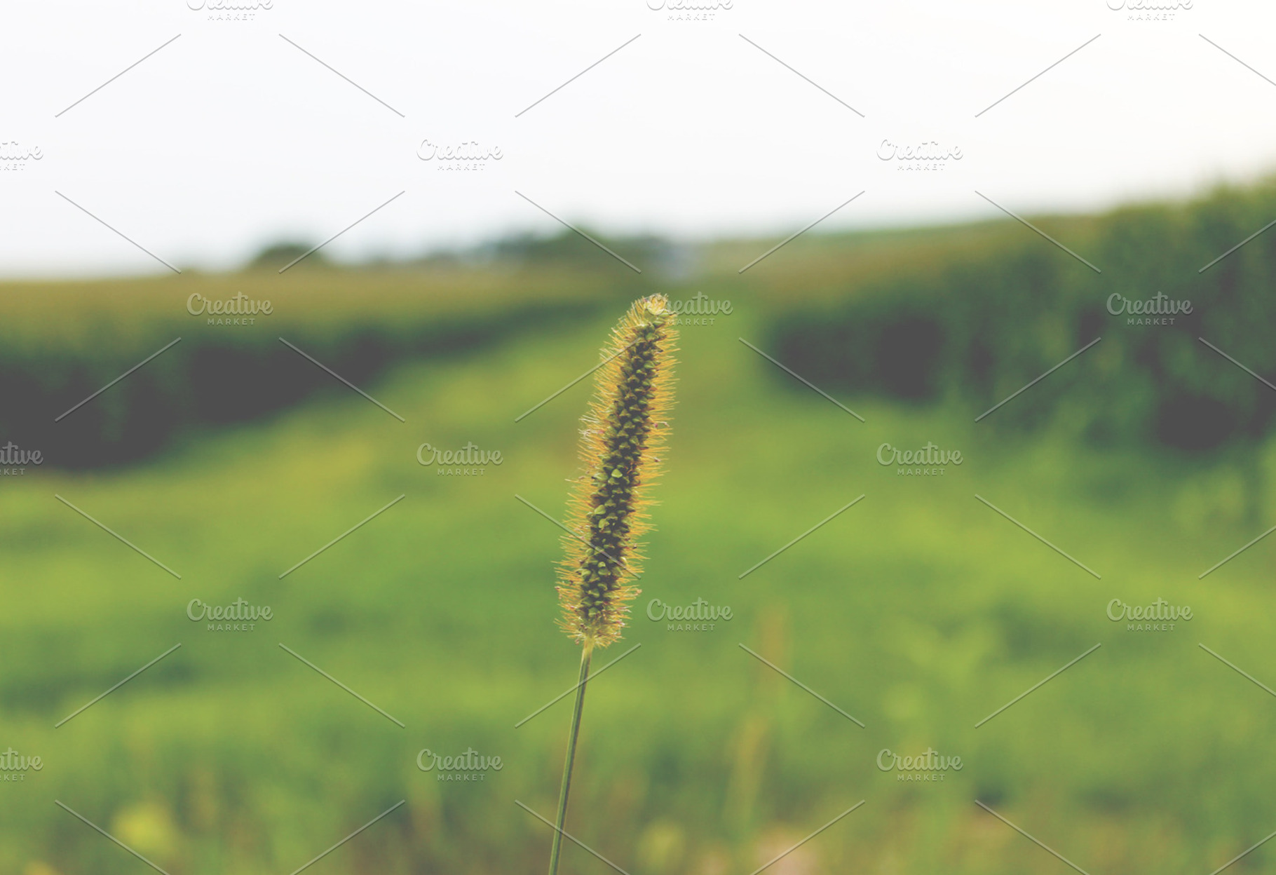 Prairie
