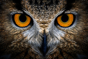 Owl looking big eyes out of the darkness close, an Animal Photo by Byrdyak
