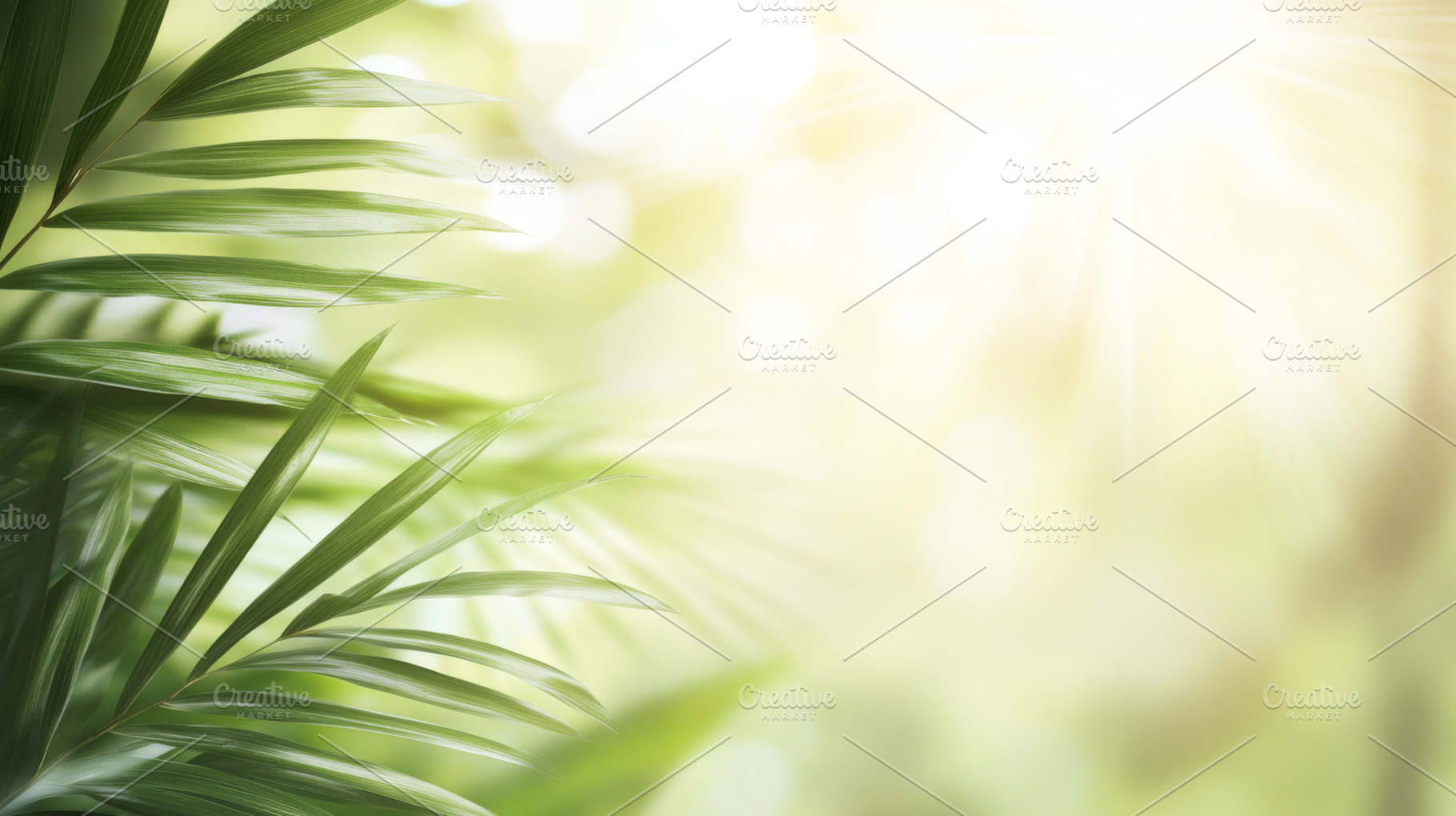 Tropical sunlight filtering through, a Photo by Dvoevnore photos