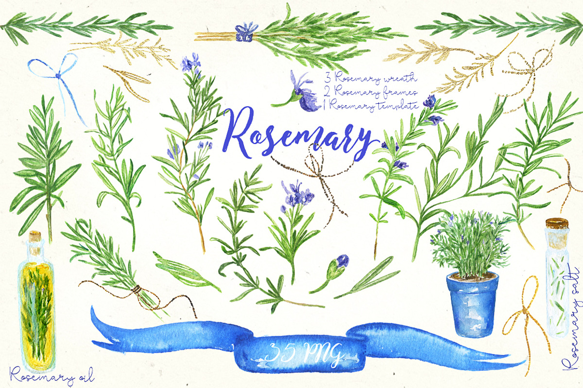 Rosemary. Watercolor clip art., a Decorative Illustration by LABFcreations (Photo 2 of 5)