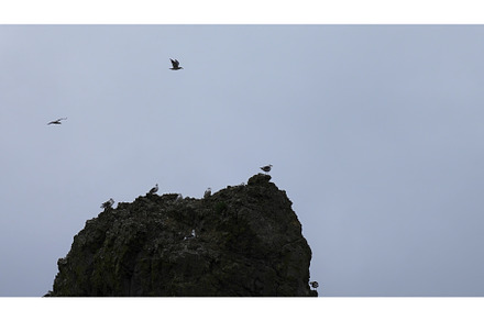 Seagulls fly by sea cliff. Clip, a Nature Photo by Media Whale Stock