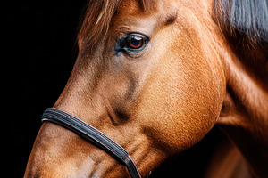 Elegant horse profile in sepia tones, an Animal Photo by AlyaAnd