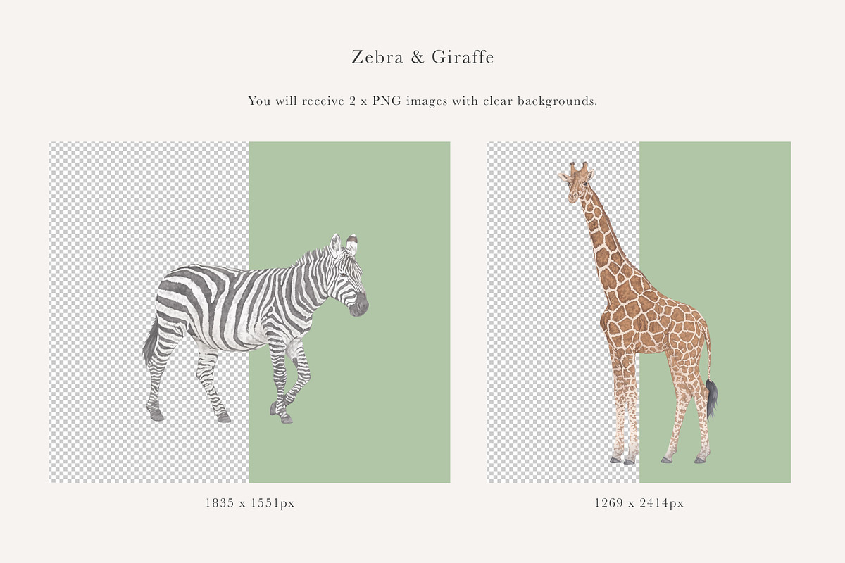 Zebra & Giraffe Illustrations - PNGs, an Animal Illustration by LaurenFittonIllustration (Photo 2 of 9)