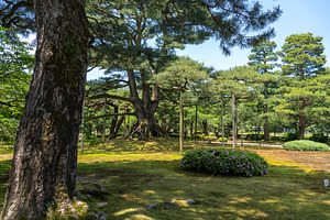 Old pine tree in Kenroku-en Garden near Kanazawa Castle, a Nature Photo by GoodGoods