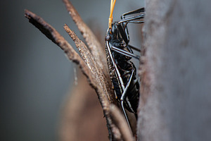 Gum Tree Shield Bug, an Animal Photo by Rob D Animal Photography