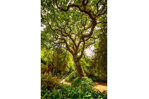 Majestic green tree in the lush, a Nature Photo by Nature and travel