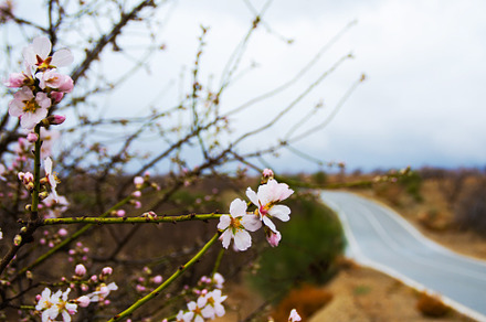 Almond Trees Blooming.