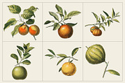 Fruit and Vegetable Art Collection, a Food Illustration by Illusiongraphic (Thumbnail 2 of 14)
