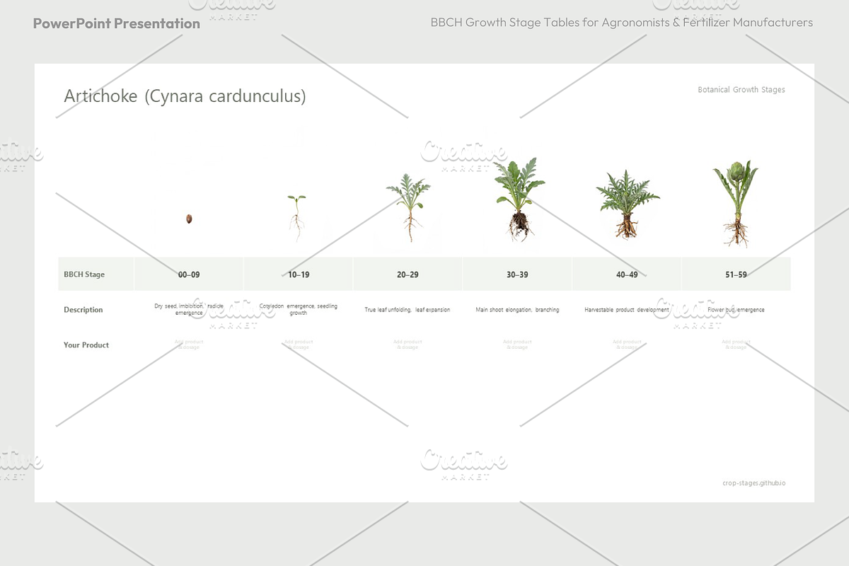 BBCH Growth Stages, Leafy & Herbs, a Presentation Template by Ilia Design (Photo 4 of 9)