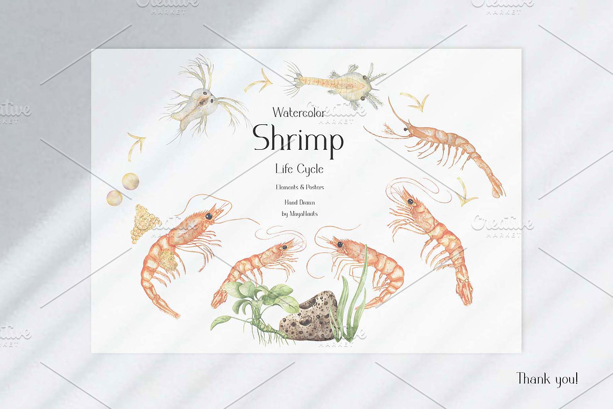 Watercolor Shrimp Life Cycle Set, an Education Illustration by MayaNavits (Photo 6 of 7)