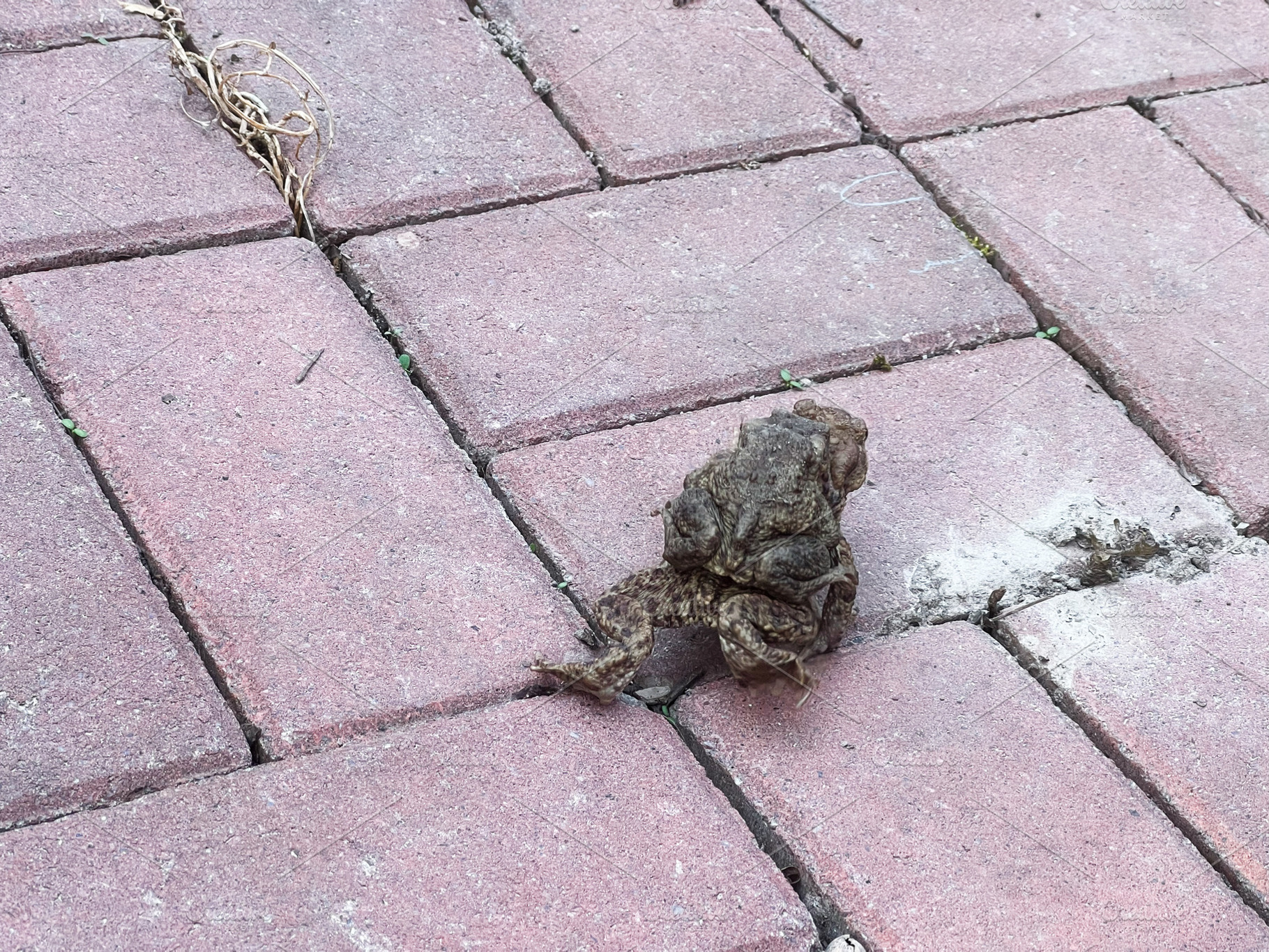Brown toad on a red brick pathway surrounded by scattered debris, a Photo by AS photostudio