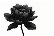 Floral Corner & Border Bundle, an Illustration by BIPLOB EXPERT (Thumbnail 7 of 9)