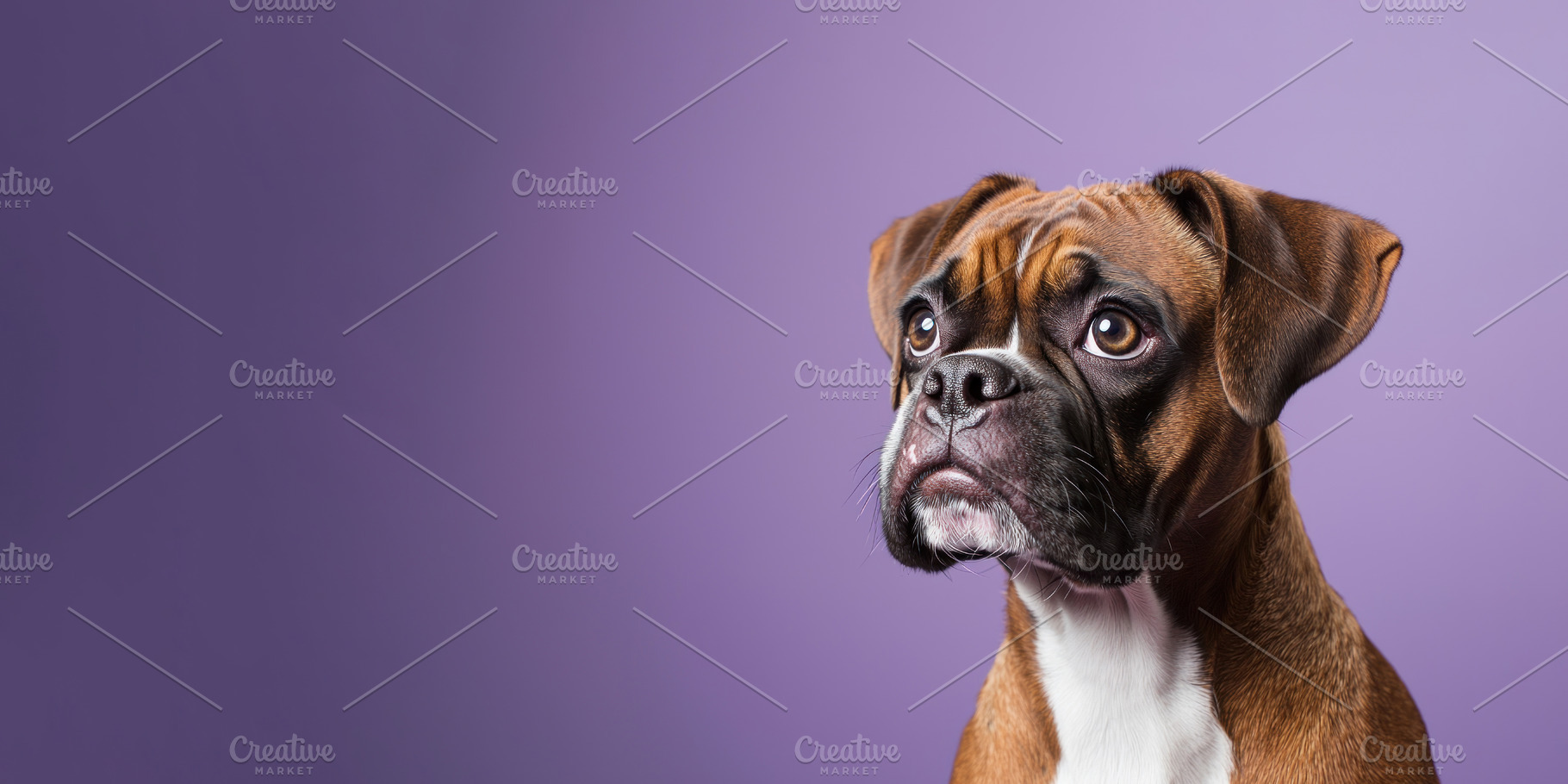 Boxer dog with wrinkled forehead and soulful eyes looking up aga, an Animal Photo by José Manuel Gelpi