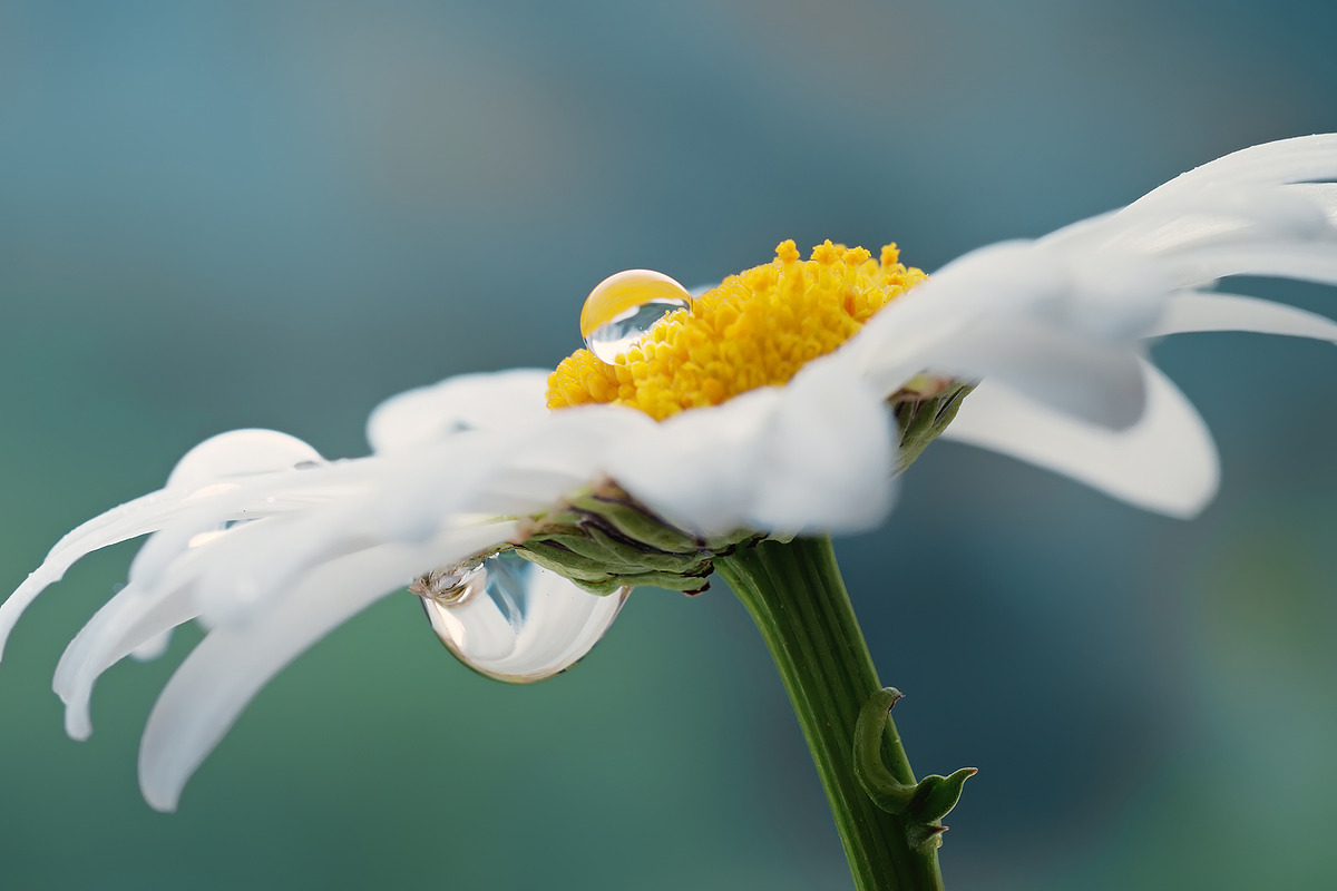 Flower collection 100 photos, a Nature Photo by Vladimir Kazimirov (Photo 10 of 14)