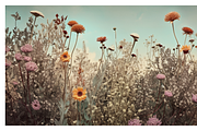 Zewe Collection · Zen Flowerscape, a Texture Illustration by milatovar (Thumbnail 11 of 20)