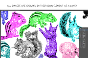 Squirrels & chipmunks illustrations, an Animal Illustration by Renée from Studio neetje (Thumbnail 3 of 4)
