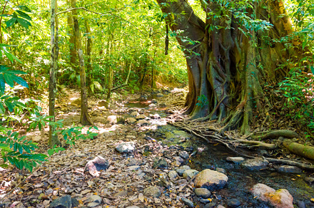 Green jungle forest nature landscape, a Nature Photo by Vapi