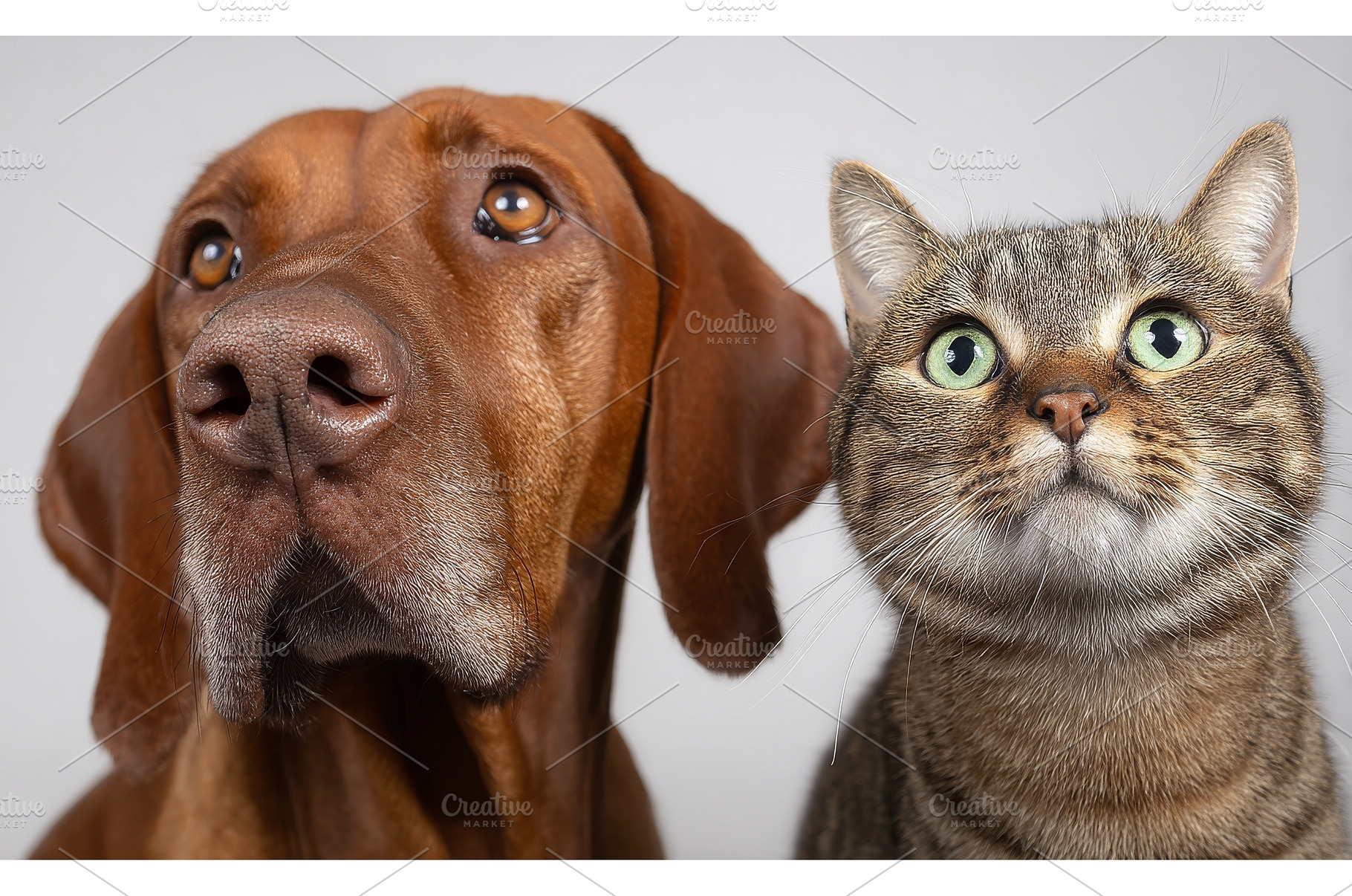 The portrait features a Russian, an Animal Photo by ZinetroN