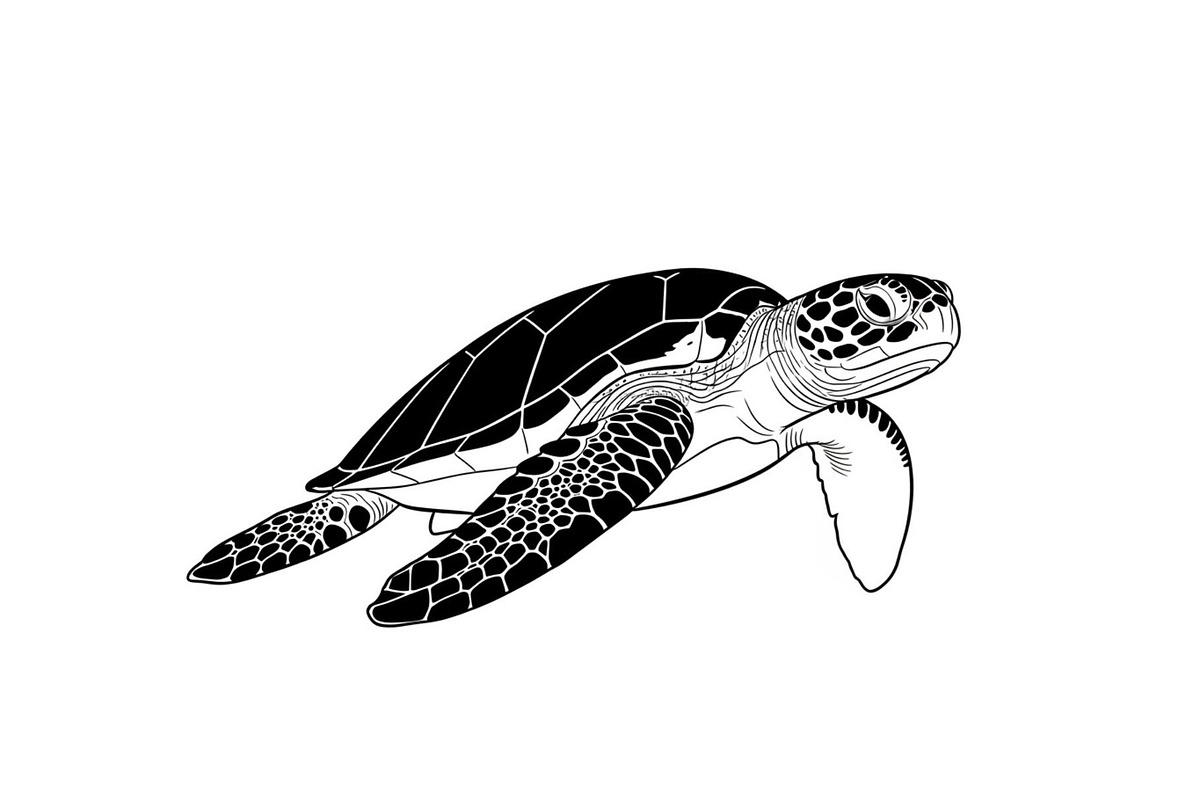 50 Sea Turtle Vector Silhouette Bund, an Illustration by jahid234 (Photo 24 of 51)